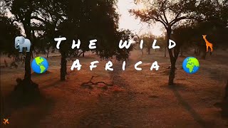 The Wild Africa. Nature is Freedom and Life.Travel Motivation 2021.