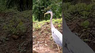 Great Blue Heron got a fish for dinner. #trailcam #heron #birdwatching #backyard #habitat #wildlife