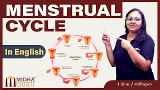 Menstrual Cycle(Complete concept)