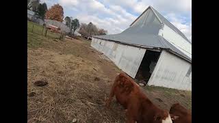 Daily routine - Feeding the cows