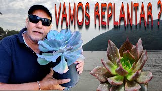 Vamos replantar ? arrumando as bagunças ... Atualização.....