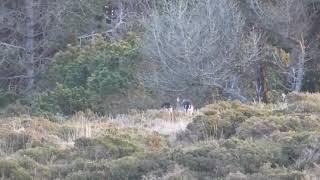 Fallow deer at sunrise