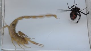 Black Widow Ties Up Scorpion  (Warning: May be disturbing to some viewers)