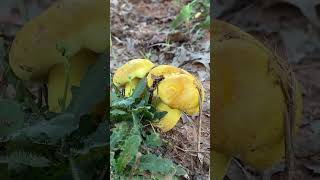 Interesting looking yellow mushrooms I saw this morning