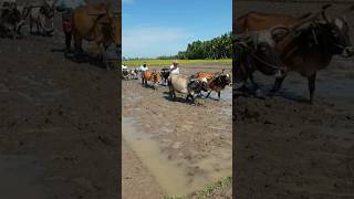 🐂மாட்டு ஏர் ஓட்டுதல்,விவசாயம் | ox ploughs | #தமிழ் #tamil #shorts #farming #vivasayam #viral #bull