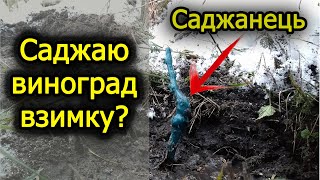 Саджаю виноград взимку в сніг? Або цьогорічна "осіння" посадка винограду.