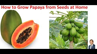 How to Grow Papaya from Seeds at Home.