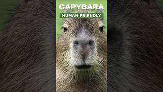 capybara are the friendliest