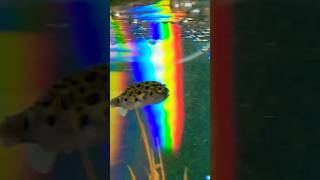 Satisfying fish in rainbow aquarium #fish #satisfying #aquarium