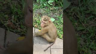 Funny group of Monkey Specail Clips  #shortvideos #Funnyvidoes #shortvideoformonkey 14