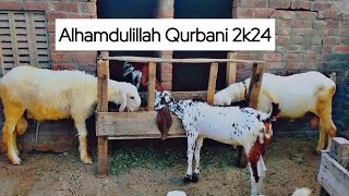 Alhamdulillah qurbani 2024...\\bakramandi2024 \\ chatra qurbani.