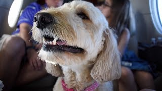 Goldendoodle Rides In a Private Jet!