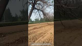 Process Of Cutting A Paulownia Tree In Farmland !