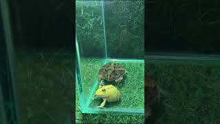 The secret of the pacman frog's self-defense 🐸😅 https://youtu.be/fun36omk7bc #frog #shorts #pets