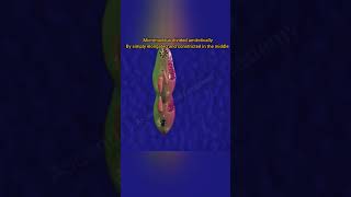 Binary fission in Paramecium