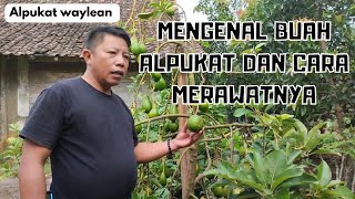 KAMPUNG ALPUKAT || HASIL NYA LUAR BIASA