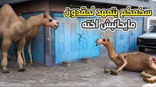 143 - سكعكع يتعهد لحقدون مايحانبش اخته | الحب يهين الرجال