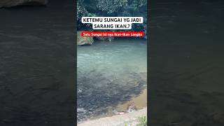 inilah Sungai Viral yg di penuhi ikan-ikan Besar, Gokil bgtt