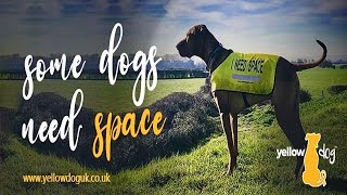 Why Your Dogs Need Space for Bring Your Dog To Work Day | Yellow Dog UK