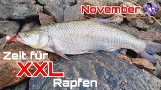 November Zeit für MONSTER Rapfen!