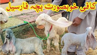 Too much beautiful baby for sale |Sheep farming in Pakistan|Animals buy and sell in Pakistan