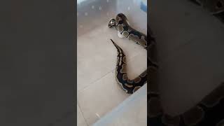 Warning Ball Python Live Feeding Small Rat