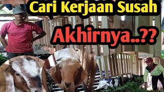 Cari Kerja Susah..??Akhirnya Ternak Kambing||Buat Kebutuhan Keluarga