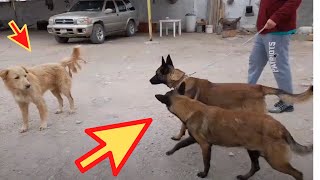 👿MALINOIS AGRESIVO CONTRA UN 😇GOLDEN RETRIEVER ( como solucionar) | MUNDO CANINOTv