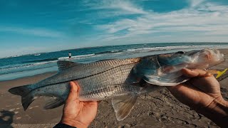 Róbalos y pargos // Pesca de PLAYA con mucha ACTIVIDAD.