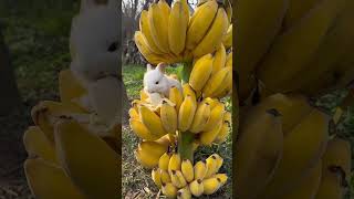 Cute bunny eating bananas #cute #cuteanimals #animals