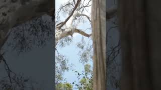 Termite Mound Ventilation: Nature's Engineering Marvel