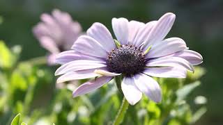 Blooming Flowers With Beautiful Music