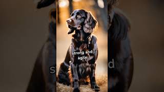 Learn more about Boykin Spaniel Dogs #friendly #energetic #