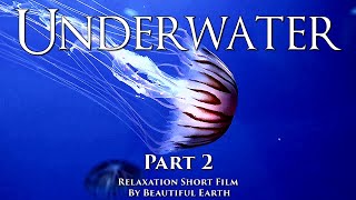 The underwater world is unpredictable and mysterious.  Relaxing short film. Part 2