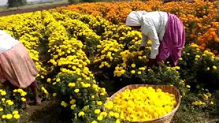 KVK Adilabad Marigold Cultivation