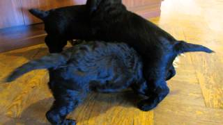 Black Cocker Spaniel Puppies