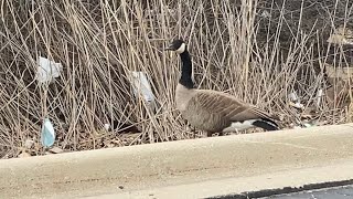 Checked on Mommy Goose, where are the eggs?