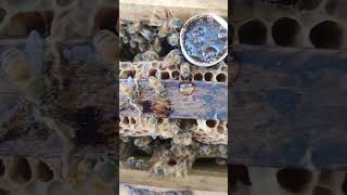 Only for Bees #shorts #youtubeshorts #apismellifera #viral ##foryou #beekeeping #shortsfeed