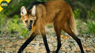 Maned Wolf: The Tall, Red, Phantom Canid of The Grasslands