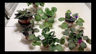 Update After 10 Days: $1 African Violets For Beginners