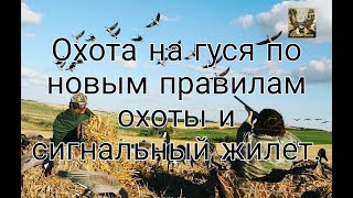 Охота на гуся по новым правилам охоты и сигнальный жилет.