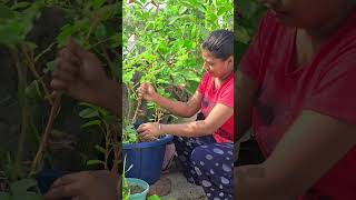 Harvesting from Rooftop Garden 🪴🌿 #shorts #rooftopgarden #harvesting #youtubeshorts #viral