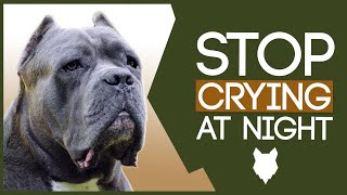 CANE CORSO TRAINING TIPS! How To Stop CANE CORSO PUPPY CRYING At Night!