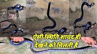 भारीभरकम करैत सबसे जहरीला सांप दिवाल पर चढ़ रहाथा कैसे पकड़ा गया/snake bite rescue/snake fact video