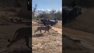 Lion takes out Wild Dog pups