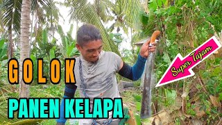 KETAJAMAN GOLOK PEMANEN KELAPA