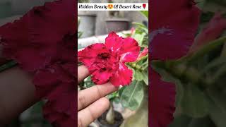 Adenium's Collection🌹💮#desertrose#plantcollections#adeniumcare#ytshortsindia#ashortaday