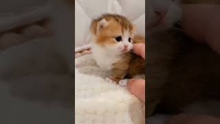 Baby Cats - Cute and Funny Cat Videos #cat#tiktok#shorts (13)