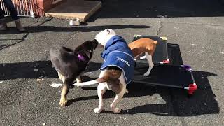 Playtime at Puppy Preschool 11.14.2020