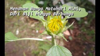 Menanam Bunga Matahari Mini, Dari Biji hingga Berbunga